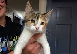 Maybe you would like to learn more about one of these? Animal Medical Centre Of Medina Medina Veterinarians