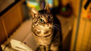 Cat wallpapers, backgrounds, images— best cat desktop wallpaper sort wallpapers by: Cat Pop Eyes Wallpaper 1600x900 12174