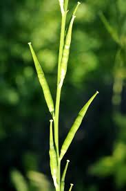 Image result for Erucastrum arabicum