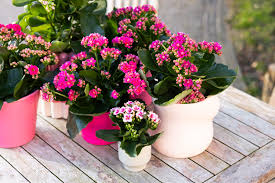 Image result for Kalanchoe