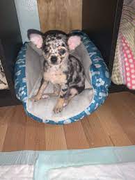 Chihuahua facts teacup chihuahua puppies chihuahua love cute puppies. Chihuahua Puppies For Sale Hollywood Boulevard Fl Chihuahua Puppies Chihuahua Puppies For Sale Merle Chihuahua