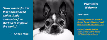 We raise and breed akc boston terriers. Texas Boston Terrier Rescue Home Facebook