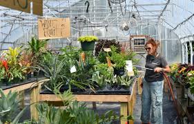 Huge daisies, 3 across, frillier than anything ever seen before. Crazy Daisies Flower Farm Thrives Amid Pandemic Plans Expansion Video Syracuse Com