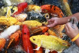 Before i even go any further, i'm going to tell you that there is a lot but be prepared, it's not cheap. Koi Fish Feeding Tips Recommendations For Healthy Koi Koi Story