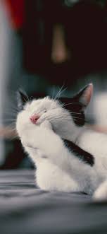 Check spelling or type a new query. 10 Cute Cat Wallpapers For Iphone Xr Iphone Xs Iphone Xs Max I Like Cats Very Much