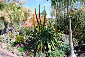 Image result for Aloe spicata