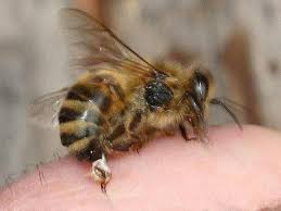 Lebah telah membantu dalam memberi makan manusia di bumi , oleh karena itu kita patut bersyukur dan menjaga apa yang tuhan berikan. Tak Hanya Membuat Madu Lebah Juga Bisa Matematika Global Liputan6 Com