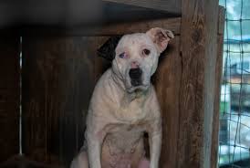 Our puppies are raised in a clean, safe, climate controlled environment, with a high priority placed on exposing them to as many different stimuli as possible to aid in puppy training. Mississippi Passes Bill Making Animal Torture An Automatic Felony Iowa Is Now The Only Outlier In Nation A Humane World