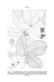 Image result for Musanga leo-errerae