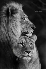 King And Queen Wild Animals Pictures Animals Lion Couple