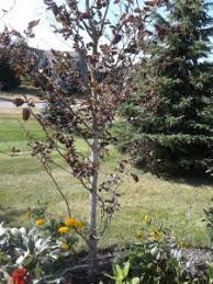 Early spring leaves are purple becoming our species has a nearly black and red variegation. Tricolor Beech Turned Copper In Spring Toronto Master Gardeners