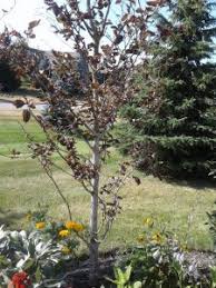 It is a stunning specimen tree with an overall pink color that will make a wonderful addition to the landscape. Tricolor Beech Turned Copper In Spring Toronto Master Gardeners