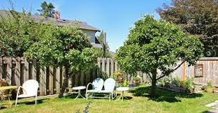 Easy tips for growing blackberries in your own garden or backyard. Why Is There No Fruit On My Tree My Garden Life