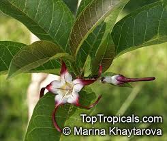 Image result for Strophanthus angusii