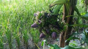 Check spelling or type a new query. Unik Pohon Pisang Di Lampung Buahnya Tumbuh Dari Tengah Batang Dengan Enam Jantung Tribunnews Com Mobile