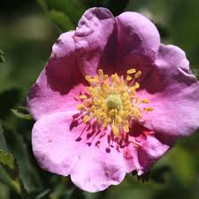 Image result for Swertia tetrandra