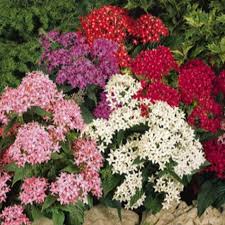 Image result for Pentas schumanniana