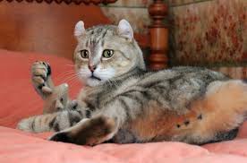 They receive the same as any domestic cat. Highlander Cat Breed Information And Pictures Petguide