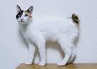 Japanese Bobtail Cat Breed - Facts and Personality Traits ...