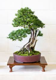 Zong1 Yew Taxus Baccata Bonsai Tree At Don Valley Bonsai Roadshow Sheffield 2010 By Steve Greaves On Flickr Bonsai Tree Types Bonsai Tree Bonsai Seeds