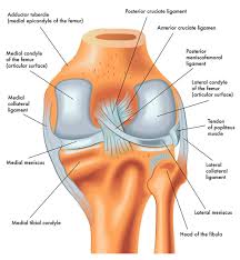 19 photos of the knee tendon anatomy diagram and name chart. Kdc8kvky5 Kyrm