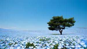 2,484 free images of baby boy A Sea Of 4 5 Million Baby Blue Eye Flowers In Japan S Hitachi Seaside Park Colossal