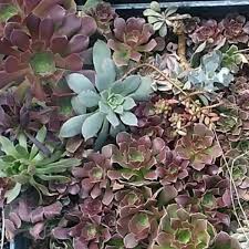 While we regret such an action, we encourage you to continue supporting our local plant vendors through these challenging times. Colorado Cactus Succulent Society Ccss 3 652 Photos Social Club Denver Co 80206