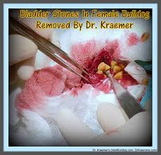 Maybe you would like to learn more about one of these? Bulldog Cystitis And Bulldog Uti Urinary Tract Infection