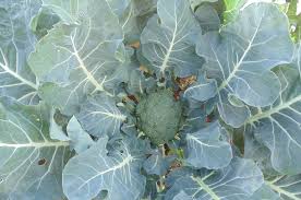 We did not find results for: How To Grow Broccoli At Home Backyard Broccoli Cultivation Wikifarmer
