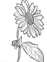 Bunga matahari hitam putih jpg. Gambar Bunga Matahari Hitam Putih Harian Nusantara