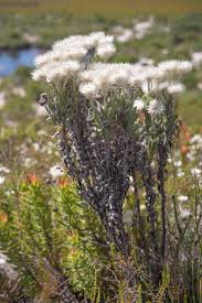 Image result for Halleria elliptica