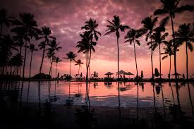 Summer holiday blue and purple sky with palm tree. 5388628 5184x3456 Dramatic Silhouette Palm Stree Tree Beach Water Beach Sunset Png Images Summer Arecaceae Flora Sky Sunset Dramatic Sky Plant Palm Tree Pink Night Time Tropical Sunrise Refelction Mocah Hd