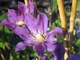 Клематис арабелла р9 (clematis arabella). Clematis Integrifolia Arabella Waldrebe 60 100 Cm Diese Clematis Pflanze Kaufen Sie Im Pflanzen Shop Der Baumschule Pflanzenvielfalt Balkon Und Topfpflanzen Ziergeholze Straucher Und Baume Gehoren Zu Unserem Sortiment Wir Bieten Fur Ihren Garten