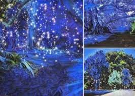 Glow Banyan Grove South Coast Botanic Garden Botanical Gardens Glow