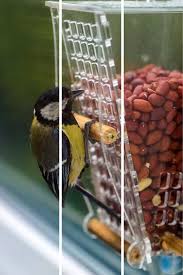 Birds Of A Feather Cast 2020 Peanut Window Squirrel Proof Bird Feeder See Wild Birds Up Close Great For Homes Classrooms Kitchen Window Suction Bird Feeder In 2020 Squirrel Proof Bird Feeders Bird Feeders Window Bird Feeder