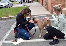 Come meet kitty city cat rescue's pets. Rescue Dogs Fly From Macon To New Homes During Pandemic Adoption Boom Georgia Public Broadcasting