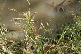 Image result for Fimbristylis dichotoma