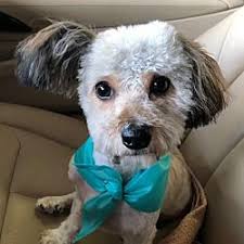 Available Pets At Angels Among Us Pet Rescue Inc In Alpharetta Georgia Pet Adoption Dog Adoption Animal Rescue