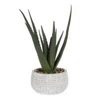 Browse 10,279 potted cactus stock photos and images available, or search for cactus pot or house plant to find more great stock photos and pictures. Artificial Plants Walmart Com