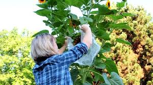 Die fruchtstände vieler blumen und gräser bieten vögeln nahrung, zudem finden insekten fressende vögel hier viele kleinlebewesen. Sonnenblumen Pflanzen Pflege Und Tipps Mein Schoner Garten
