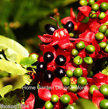 Image result for Ochna ovata