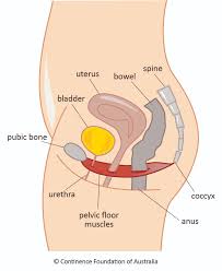 In the muscular system, muscle tissue is categorized into three distinct types: Female Pelvic Floor Muscles Exercises Continence Foundation Of Australia