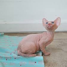 Her owner can no longer keep her because her roommate's cat is. The Sphynxs Meow A Bare Meow Sphynx Kittens For Sale New Mexico Sphynx Colorado Sphynx Arizona Sphynx Texas We Ship