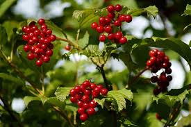 Die roten und die schwarzen beeren separat miteinander vermischen. 12 Straucher Mit Roten Beeren Freudengarten