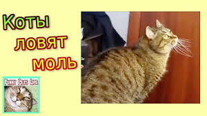 prikoly s kotami koty ohotyatsya na mol koty i mol funny animals pet life pets