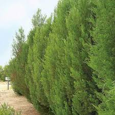 Image result for Callitris