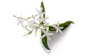 Image result for Jasminum grandiflorum