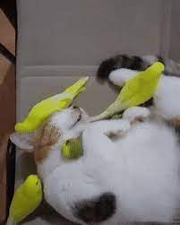 pin on just cute