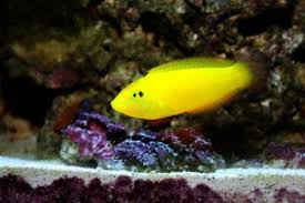 Black And Yellow Fish Saltwater The Yellow Wrasse Is Golden Yellow With A Black Eyespot On The Dorsal Fin An Aquarium With A Sealed Lid A 2 3 Inch Sandy Bottom To Marine Reserves Saltwater Tank Beautiful Fish