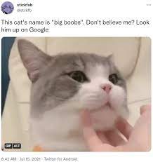 This Cat's Name Is 